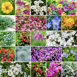 500+ PERENNIAL Wildflower Mix Seeds - ROCK GARDEN | Ground Cover  24 Types USA Garden Plants