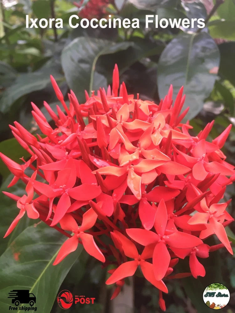 Dried Ixora Coccinea Flowers Jungle Gerenium Natural Ayurvedic Herbal Tea Drink Flowering Plants
