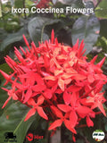 Dried Ixora Coccinea Flowers Jungle Gerenium Natural Ayurvedic Herbal Tea Drink Flowering Plants