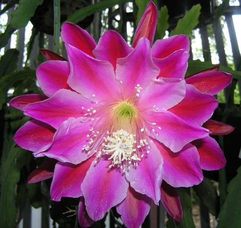 Orchid cactus flower with bright pink-magenta petals and pale yellow center