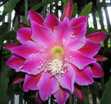 Epiphyllum, Orchid Cactus, " MAUI ", Don's Quart pots APRIL/2 Orchids