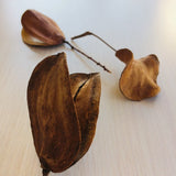5 Pcs Natural Jacaranda Seed Pods | Dried Jacaranda Seed Pods With Stem Dried Flower