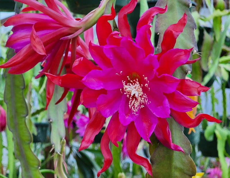 Orchid cactus cutting flower with magenta and red curled petals, white stamen