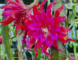 Epiphyllum 'Foxy Lady' Unrooted Cutting - Rare Orchid Cactus - Beautiful! Orchids