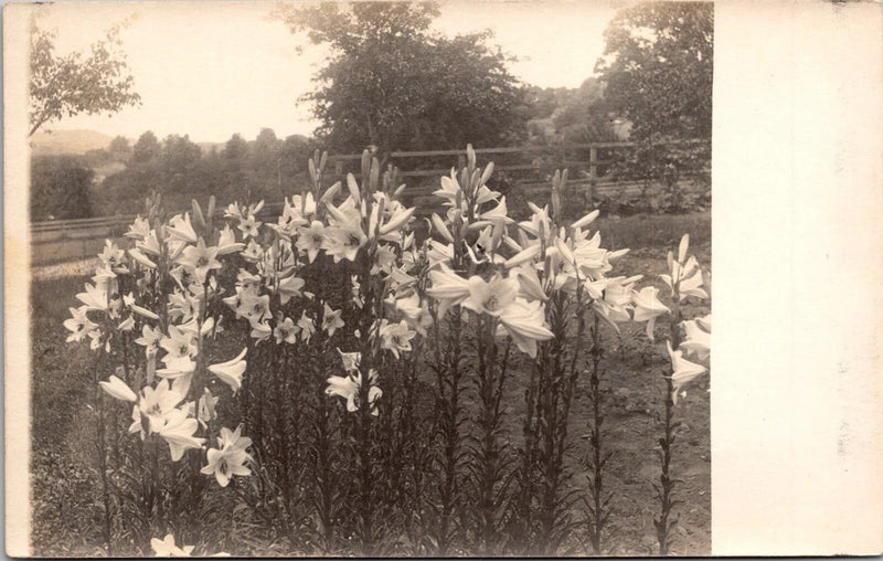 RPPC Lilies in Garden Flowers 1910s Real Photo Postcard D43 Lily