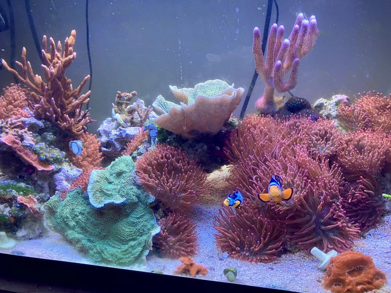 Rose Bubble-Tip Anemone RBTA (2Ó-5Ó) Tank-Raised  (raised under T5s) Anemone