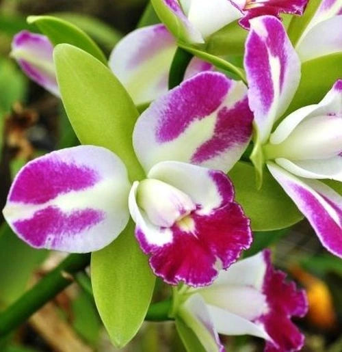 Purple-and-white orchid blossoms with green leaves, close-up of flower cluster