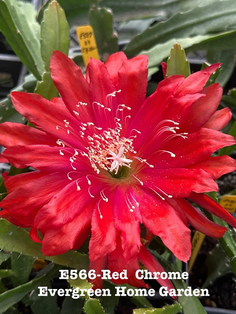 Red chrome orchid cactus flower with green stems