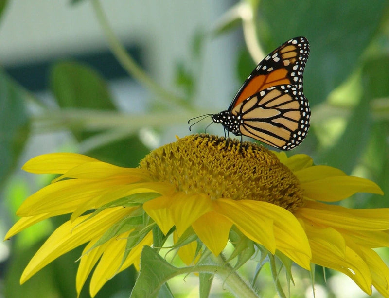 Sunflower with Monarch 11x17 poster, colorful Sunflower