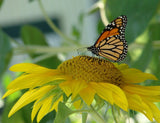 Sunflower with Monarch 11x17 poster, colorful Sunflower