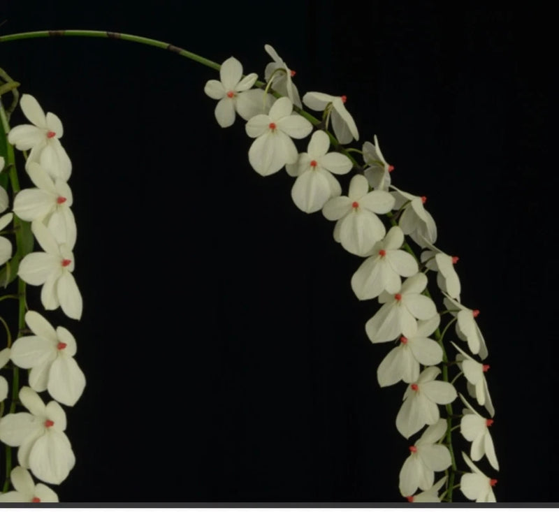 White orchid flower spray with small five-petal blooms and red centers
