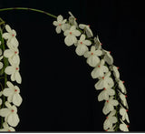 Aerangis luteoalba var. rhodosticta Orchid Species  BS Orchids