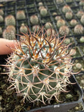 Pyrrhocactus bulbocalyx RareSucculent cactus SeedGrowth Garden DŽcor Boutique Garden Plants
