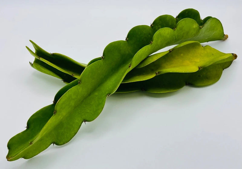 Pitahaya (dragon fruit) vine cutting with green leaves on a plant stem