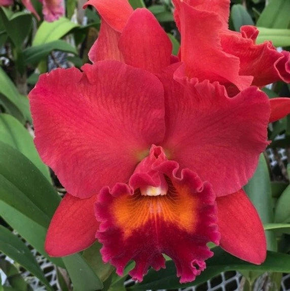 Red ruffled orchid flower with orange-yellow center