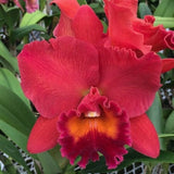 Rlc. Fire Jewel 'Volcano Queen' Orchids