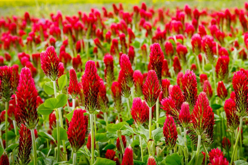3000 CRIMSON CLOVER (Carnation, French, or Italian Clover) Trifolium Incarnatum Flowering Plants