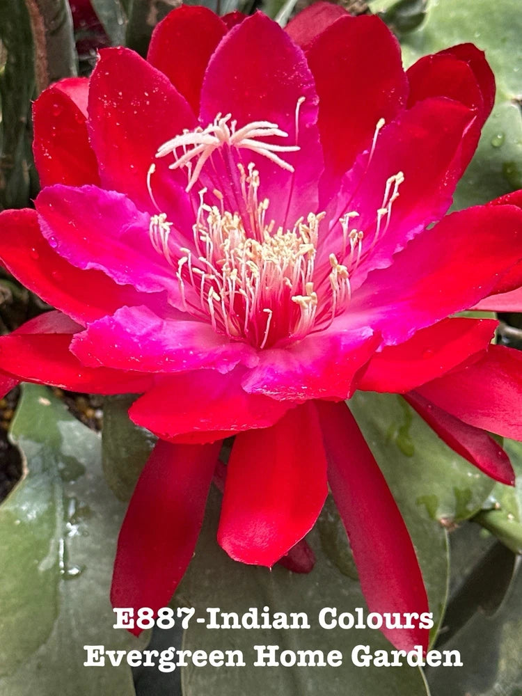 Red epiphyllum orchid cactus flower with long white stamens