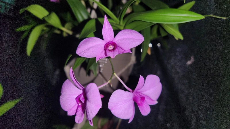 Purple mounted orchid with five blossoms and green leaves