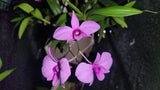 Dendrobium Zeschia Lynn BS Mount Orchids