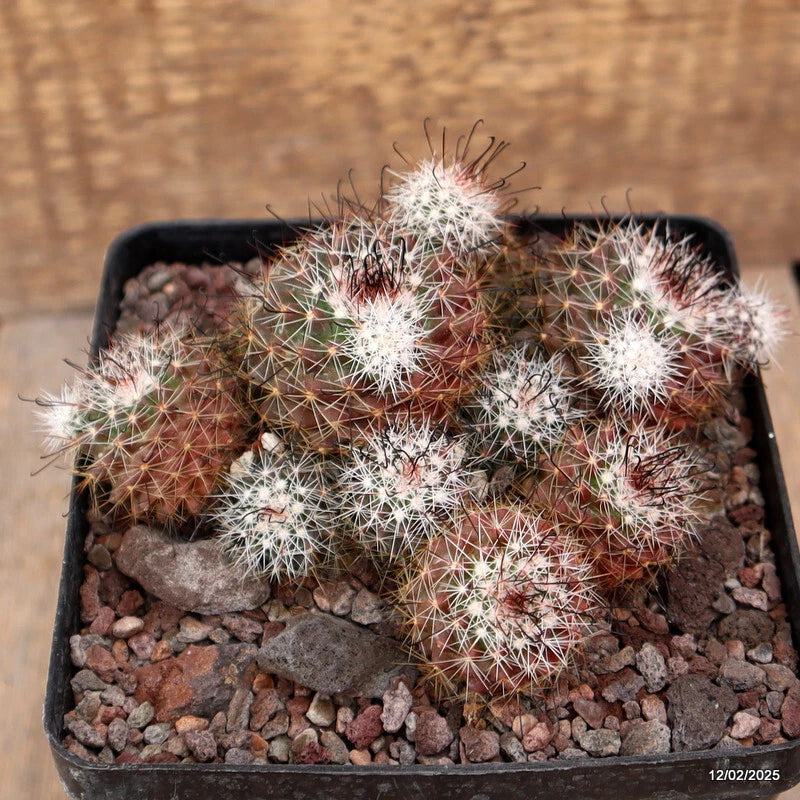 D3717 MAMMILLARIA PROLIFERA pot12-H7-W14 cm MaMa Cactus Green Plant