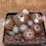 D3717 MAMMILLARIA PROLIFERA pot12-H7-W14 cm MaMa Cactus Green Plant