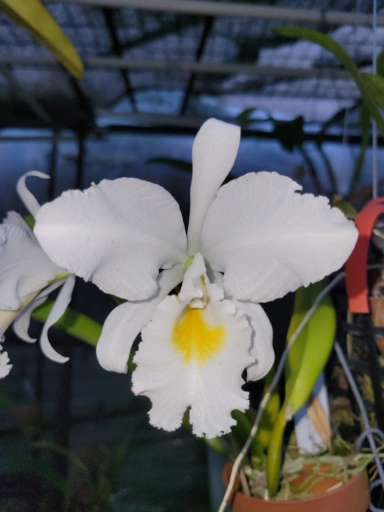 White orchid flower with ruffled petals and yellow center