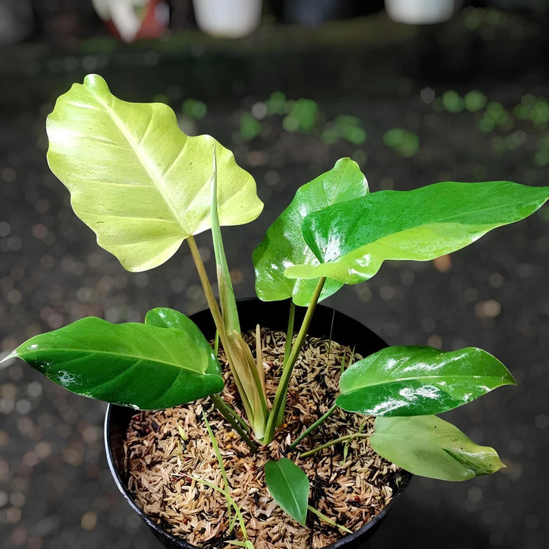 Philodendron Jungle Fever Variegated Ornamental Plant Green Plant