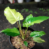 Philodendron Jungle Fever Variegated Ornamental Plant Green Plant