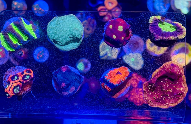 InfinityReefs ~ Super Frag 5-pack ~ Live Coral Frag Mix ass'td variety Anemone