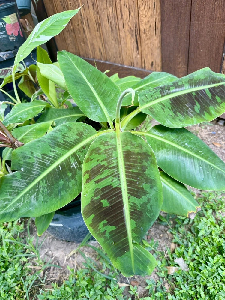 Blood banana plant with large green leaves and dark speckled patterns