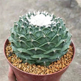 7-8CM Succulent Cactus Plant Obregonia Denegrii Cactaceae Home Garden Beautiful Garden Plants