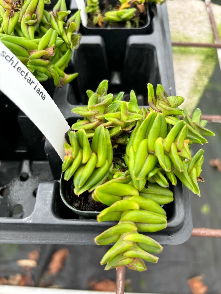 Green orchid plant with clustered buds in a black plastic pot