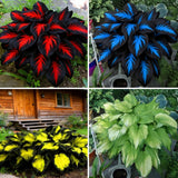 Hosta Seeds for Planting, 290+pcs Rare Perennial Hosta Flower Seeds, Non-GMO Hei Lily