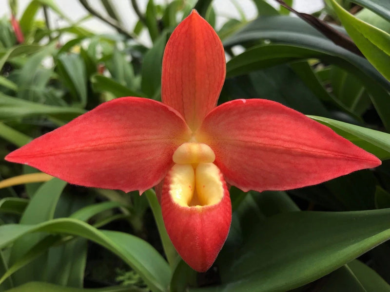 Red orchid flower with pointed petals and yellow center lip