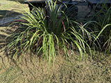 Fresh Lemongrass Plant Division | Live Rooted Starter Clump | Fast Growing Herb Flowering Plants