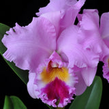 (408-10)Rlc.Nana Honda 'Volcano Queen'        MS Orchids