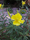 Hooker's Evening Primrose Seeds for California Native Garden Plants for Drought Garden Plants