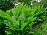 Organic Yellow Turmeric Plant -Curcuma longa- Live Starter Plant- FREE SHIPPING! Flowering Plants