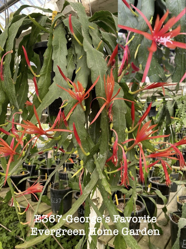 Epiphyllum orchid cactus in 4-inch starter pot with green stems and orange-red blooms