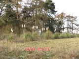 PHOTO  GAYTON THORPE PAMPAS GRASS BORDERING AN AREA OF WOODLAND STRANGE PLACE TO Pampas Grass