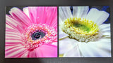 Vibrant Macro Photography Gerber Daisies on Glass Sleek Finish 12" /30 cm Square Daisies