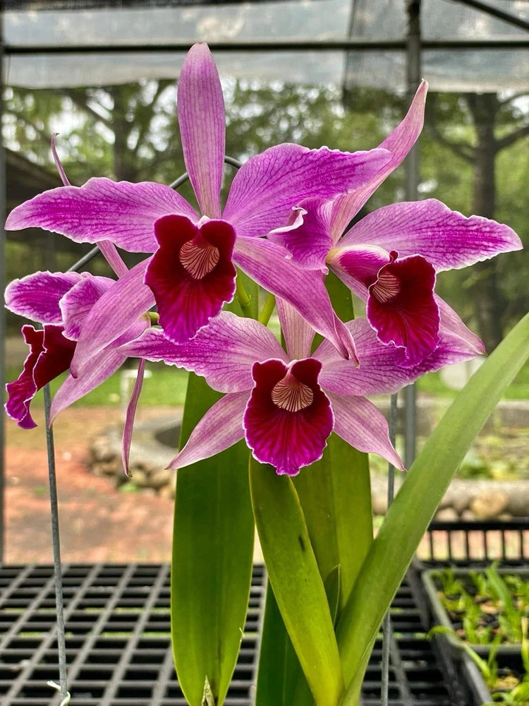 Purple orchid flowers with deep red centers and green stems