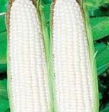 Corn Seed Garden Collection, Non GMO, Heirloom Seeds, 6 Top Varieties Garden Plants