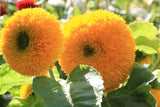 50 Heirloom Golden Teddybear Sunflower Seeds - Large Fluffy Golden Blooms - Sunflower