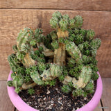D4429 EUPHORBIA FRUTICOSA MINOR pot20-H18-W22 cm MaMa Cactus Green Plant