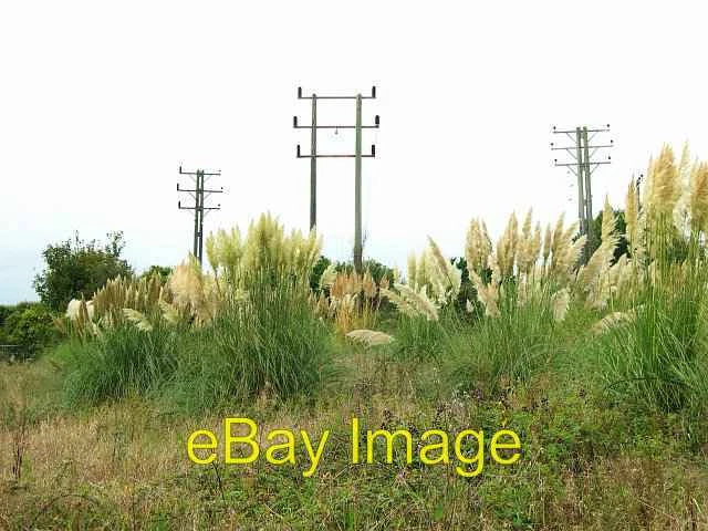 Photo 6x4 Pampas Grass under the powerlines Ventonleague This pampas gras c2005 Pampas Grass