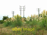 Photo 6x4 Pampas Grass under the powerlines Ventonleague This pampas gras c2005 Pampas Grass