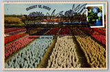 #5240 Flowers from the Garden Blue Hydrangeas Maxi Card w/Pict Cancel on Vintage Hydrangea