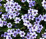 BLUE EYED GRASS Sisyrinchium Bellum - 1,000 Bulk Seeds Flowering Plants